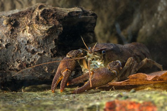 Gambero di fiume - European freshwater crayfish (Austropotamobius pallipes)