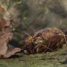 Gambero di fiume - European freshwater crayfish (Austropotamobius pallipes)