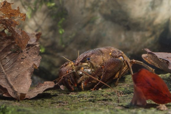 Gambero di fiume - European freshwater crayfish (Austropotamobius pallipes)