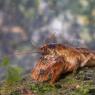 Gambero di fiume - European freshwater crayfish (Austropotamobius pallipes)