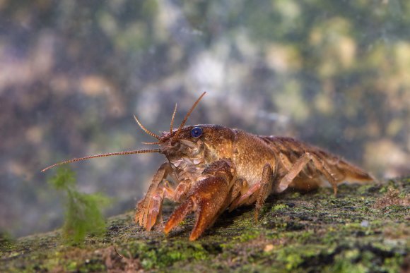 Gambero di fiume - European freshwater crayfish (Austropotamobius pallipes)