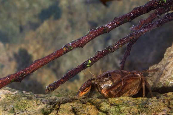 Gambero di fiume - European freshwater crayfish (Austropotamobius pallipes)