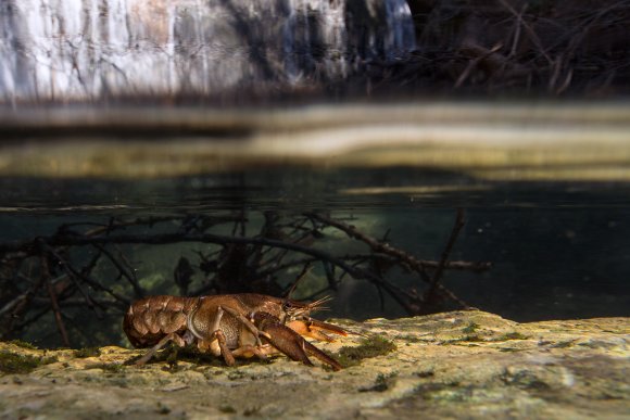 Gambero di fiume - European freshwater crayfish (Austropotamobius pallipes)