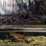 Gambero di fiume - European freshwater crayfish (Austropotamobius pallipes)