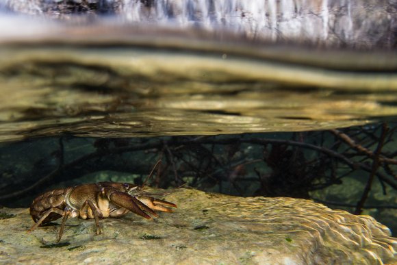 Gambero di fiume - European freshwater crayfish (Austropotamobius pallipes)