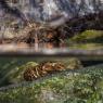 Gambero di fiume - European freshwater crayfish (Austropotamobius pallipes)