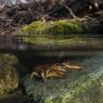 Gambero di fiume - European freshwater crayfish (Austropotamobius pallipes)