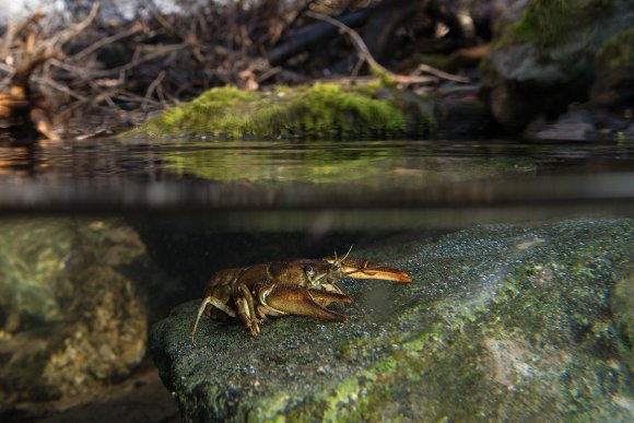 Gambero di fiume - European freshwater crayfish (Austropotamobius pallipes)