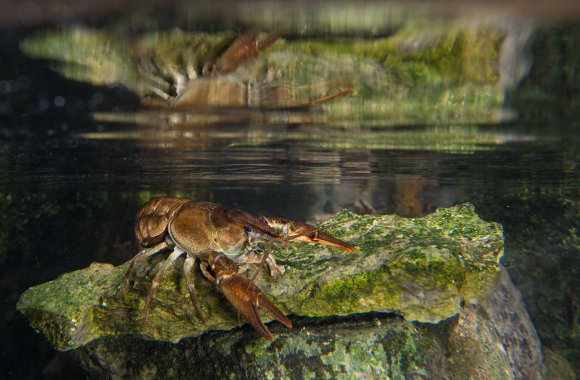 Gambero di fiume - European freshwater crayfish (Austropotamobius pallipes)