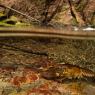 Gambero di fiume - European freshwater crayfish (Austropotamobius pallipes)