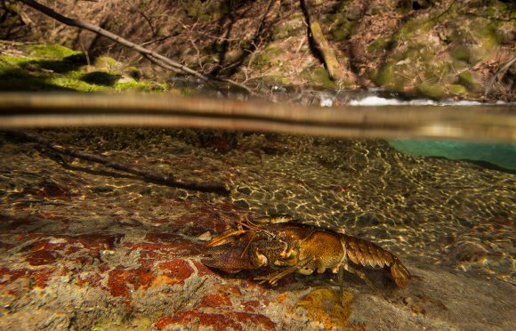 Gambero di fiume - European freshwater crayfish (Austropotamobius pallipes)