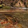 Gambero di fiume - European freshwater crayfish (Austropotamobius pallipes)