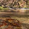 Gambero di fiume - European freshwater crayfish (Austropotamobius pallipes)