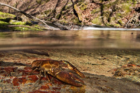 Gambero di fiume - European freshwater crayfish (Austropotamobius pallipes)