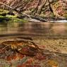 Gambero di fiume - European freshwater crayfish (Austropotamobius pallipes)