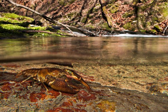 Gambero di fiume - European freshwater crayfish (Austropotamobius pallipes)