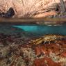 Gambero di fiume - European freshwater crayfish (Austropotamobius pallipes)