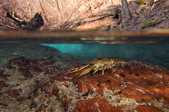 Gambero di fiume - European freshwater crayfish (Austropotamobius pallipes)