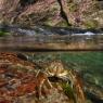 Gambero di fiume - European freshwater crayfish (Austropotamobius pallipes)