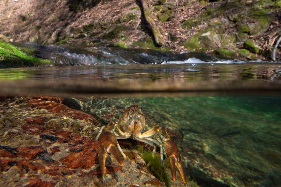 Gambero di fiume - European freshwater crayfish (Austropotamobius pallipes)