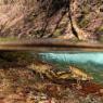 Gambero di fiume - European freshwater crayfish (Austropotamobius pallipes)