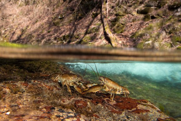 Gambero di fiume - European freshwater crayfish (Austropotamobius pallipes)