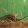 Triops (Triops cancriformis)