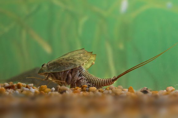 Triops (Triops cancriformis)