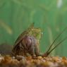 Triops (Triops cancriformis)