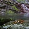 Gambero di fiume - European freshwater crayfish (Austropotamobius pallipes)