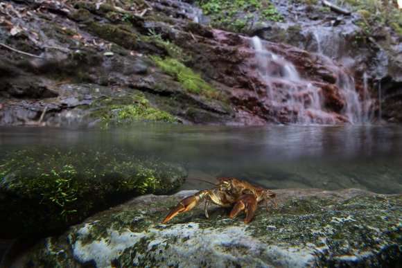 Gambero di fiume - European freshwater crayfish (Austropotamobius pallipes)