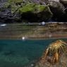 Gambero di fiume - European freshwater crayfish (Austropotamobius pallipes)