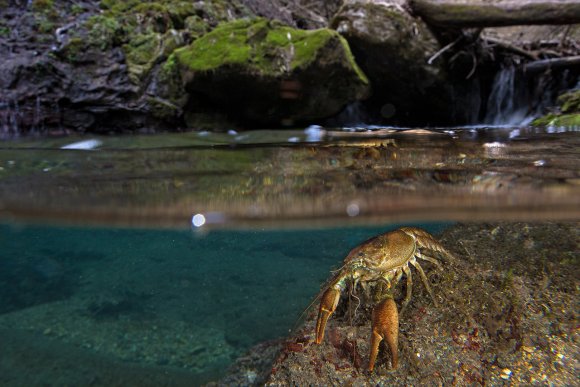 Gambero di fiume - European freshwater crayfish (Austropotamobius pallipes)