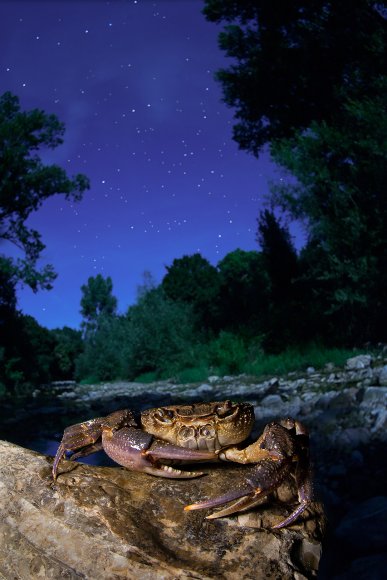 Granchio di fiume - Freshwater crab (Potamon fluviatile)