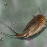 Triops (Triops cancriformis)