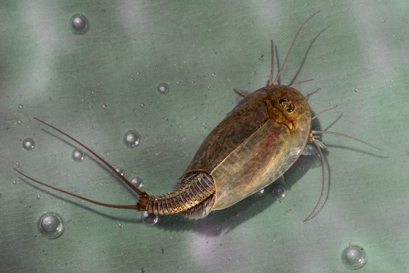 Triops (Triops cancriformis)