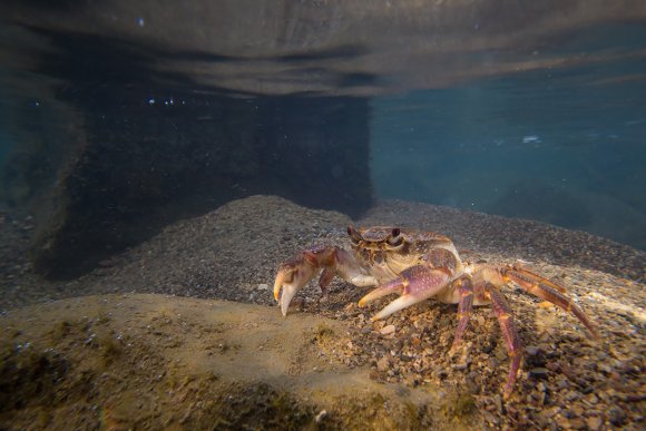Granchio di fiume - Freshwater crab (Potamon fluviatile)