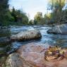 Granchio di fiume - Freshwater crab (Potamon fluviatile)