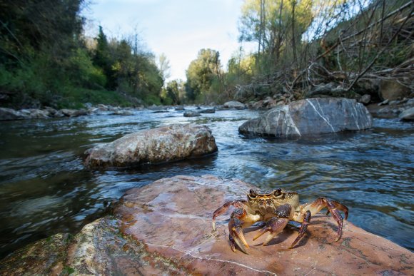 Granchio di fiume - Freshwater crab (Potamon fluviatile)