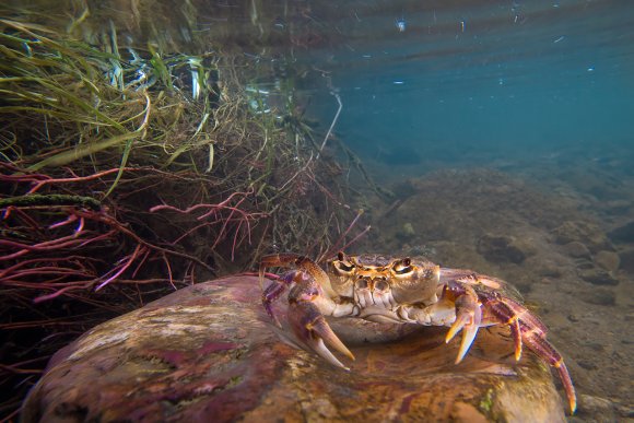 Granchio di fiume - Freshwater crab (Potamon fluviatile)