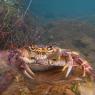 Granchio di fiume - Freshwater crab (Potamon fluviatile)