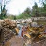 Granchio di fiume - Freshwater crab (Potamon fluviatile)