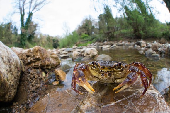 Granchio di fiume - Freshwater crab (Potamon fluviatile)