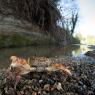 Granchio di fiume - Freshwater crab (Potamon fluviatile)