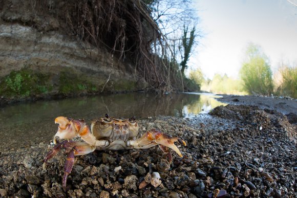 Granchio di fiume - Freshwater crab (Potamon fluviatile)