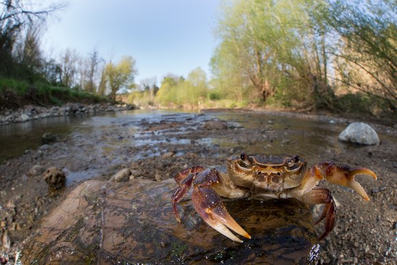 Granchio di fiume - Freshwater crab (Potamon fluviatile)