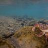 Granchio di fiume - Freshwater crab (Potamon fluviatile)