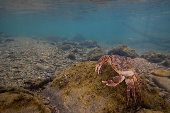 Granchio di fiume - Freshwater crab (Potamon fluviatile)