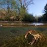 Granchio di fiume - Freshwater crab (Potamon fluviatile)