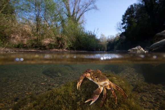 Granchio di fiume - Freshwater crab (Potamon fluviatile)
